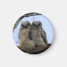 Great Horned Owl Chicks - Magnet