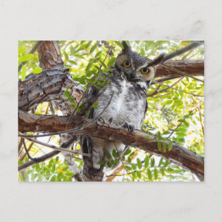 Great Horned Owl Down Look Postcard