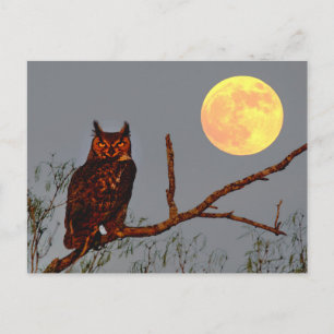 Great Horned Owl   Full Moon Postcard