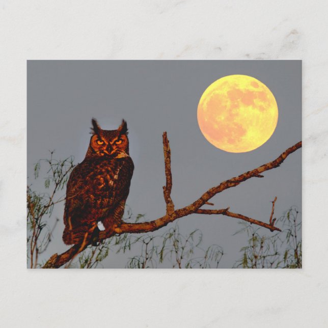 Great Horned Owl | Full Moon Postcard (Front)