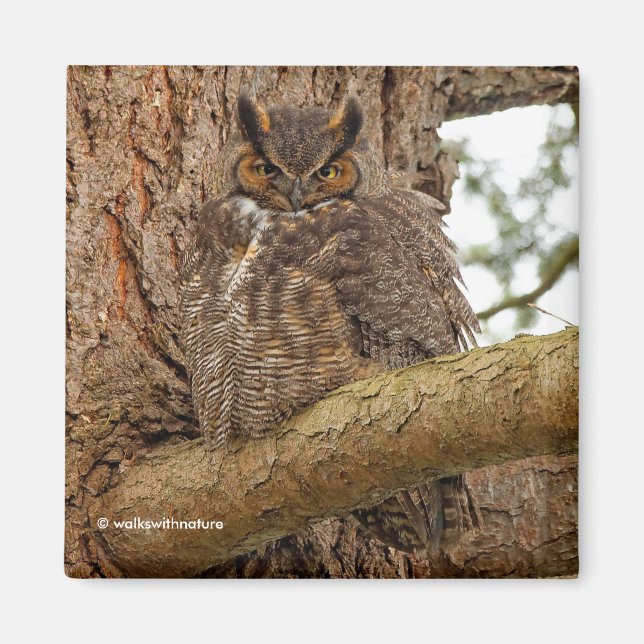 Great Horned Owl in the Douglas Fir Magnet (Front)