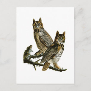 Great Horned Owl John Audubon Birds of America Postcard
