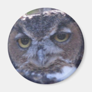 Great Horned Owl magnet