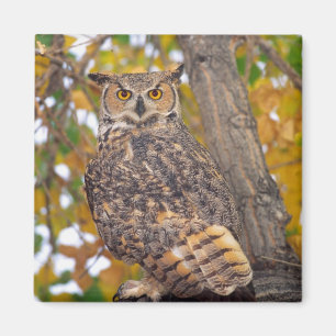 Great Horned Owl Magnet