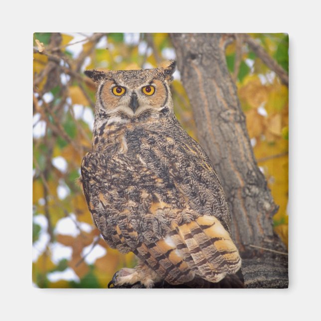 Great Horned Owl Magnet (Front)