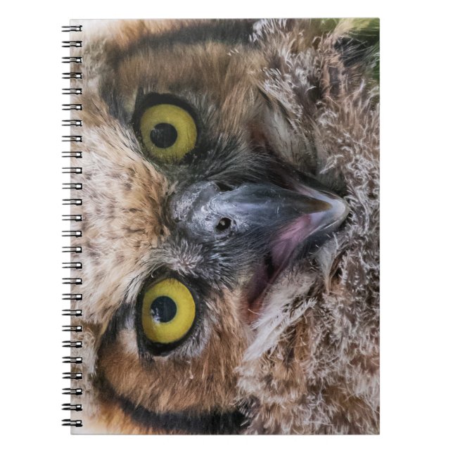 Great Horned Owl Notebook (Front)
