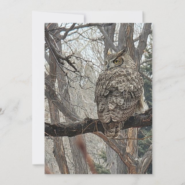 Great Horned Owl - Number 3 Holiday Card (Front)