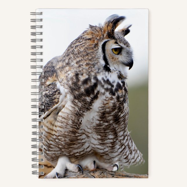 Great Horned Owl Photo 8x5 Notebook (Front)