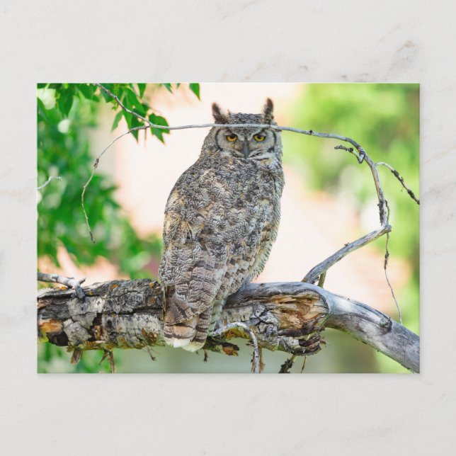 Great Horned Owl Photo Postcard (Front)