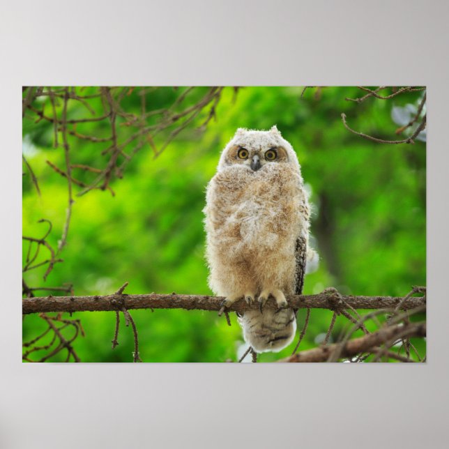 Great Horned Owl Photo Poster (Front)