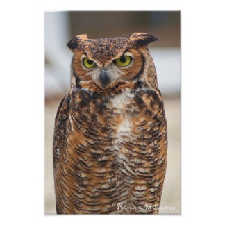 Great Horned Owl Photo Print