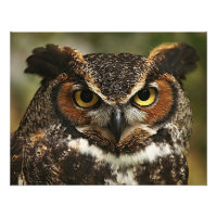 Great Horned Owl Photo