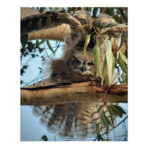 Great Horned Owl Photo Print
