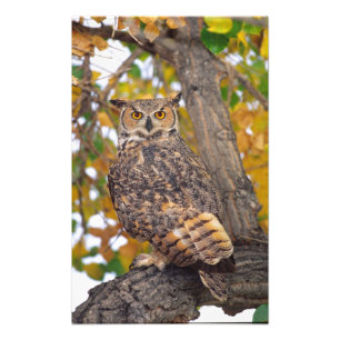 Great Horned Owl Photo Print
