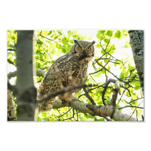 Great Horned Owl Photo Print (Front)