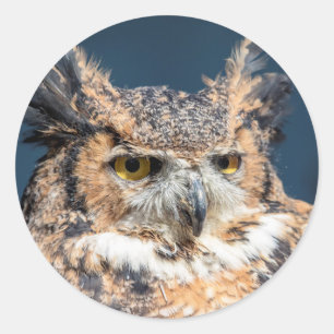 Great Horned Owl Portrait Classic Round Sticker
