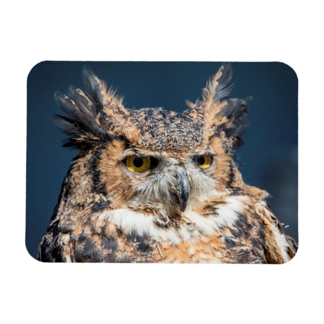 Great Horned Owl Portrait Magnet (Horizontal)