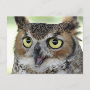 Great Horned Owl Portrait Postcard