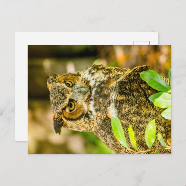 Great Horned Owl Postcard (Front/Back)