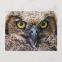 Great Horned Owl