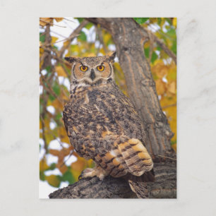 Great Horned Owl Postcard
