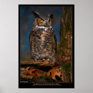 Great Horned Owl Poster