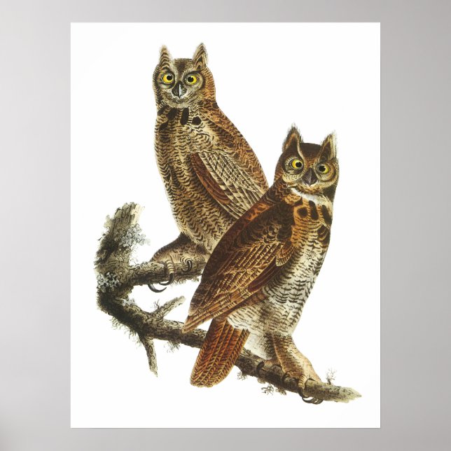 Great Horned Owl Poster (Front)