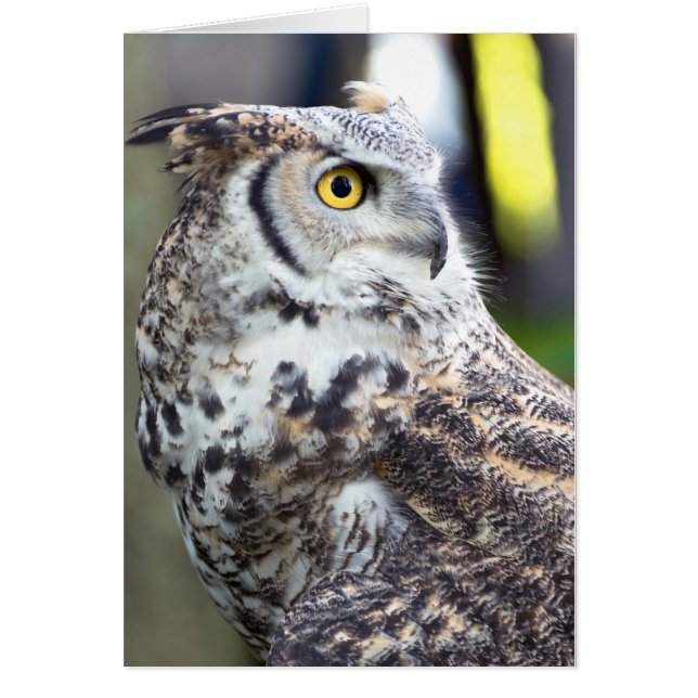 Great Horned Owl Profile (Front)