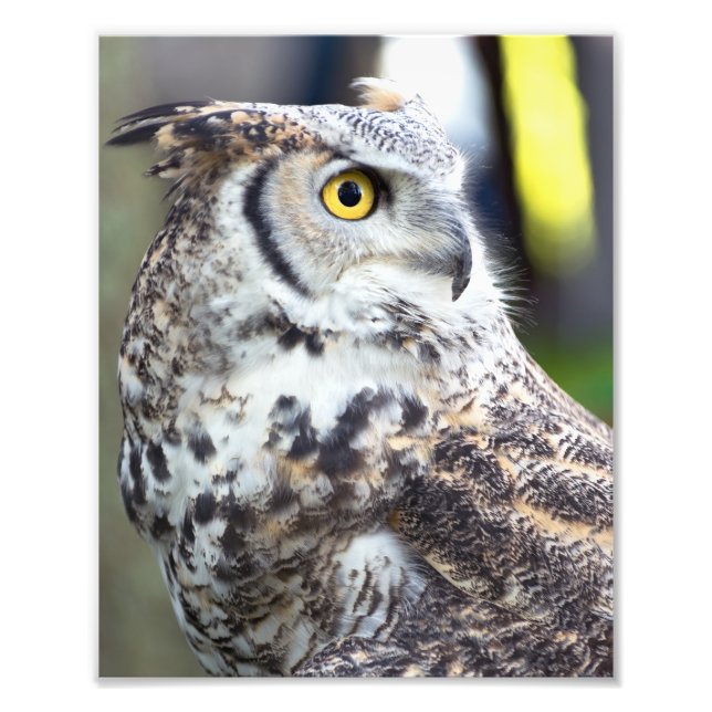 Great Horned Owl Profile Photo Print (Front)