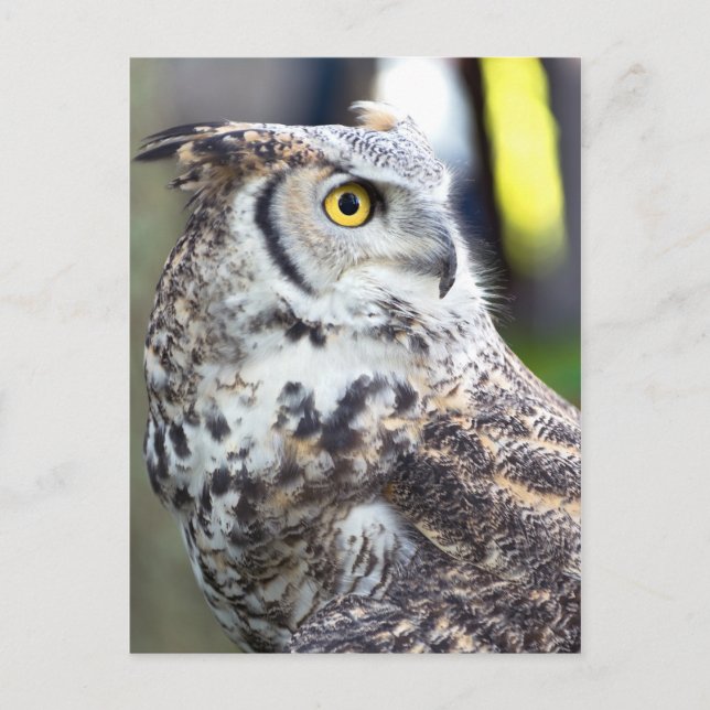 Great Horned Owl Profile Postcard (Front)