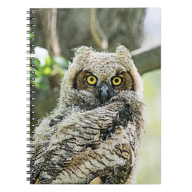 Great Horned Owl Spiral Notebook (Front)