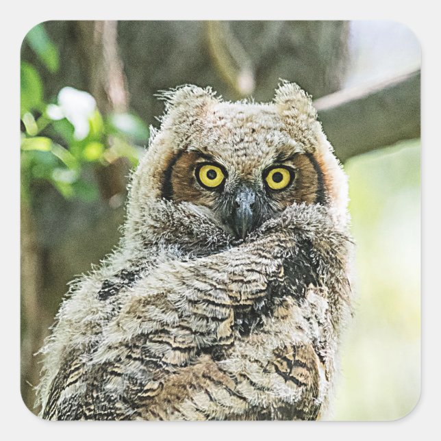 Great Horned Owl Square Sticker (Front)
