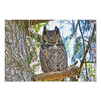 Great Horned Owl Staring Photo Print