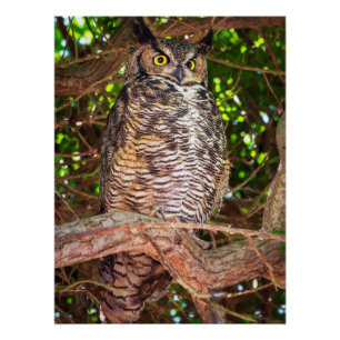 Great Horned Owl Wall Art Wildlife Bird Print