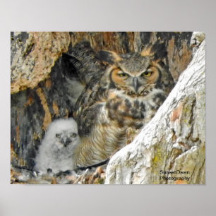 Great Horned Owl with Owlet Poster