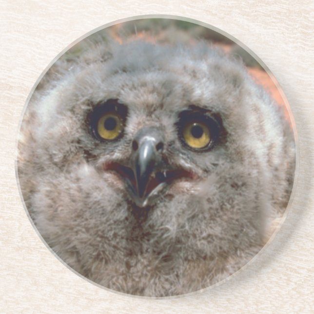 Great Horned Owlet Coaster (Front)