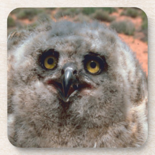 Great Horned Owlet Coaster