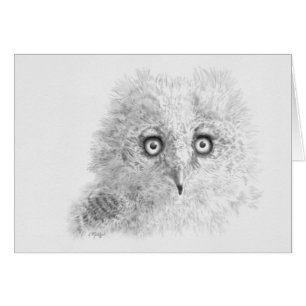 Great Horned Owlet Drawing