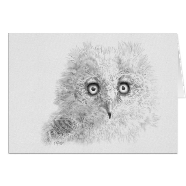 Great Horned Owlet Drawing (Front Horizontal)