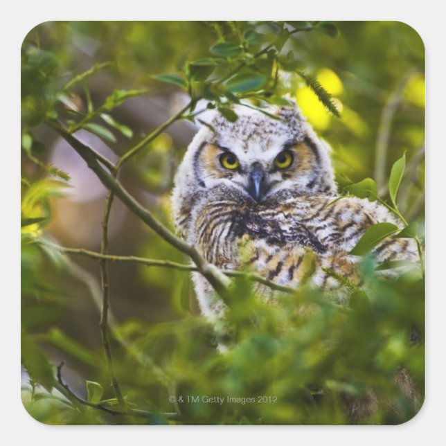 Great Horned Owlet Square Sticker (Front)