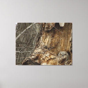 Great Horned Owlet - Wildlife Photography Canvas Print