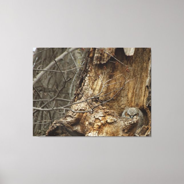 Great Horned Owlet - Wildlife Photography Canvas Print (Front)