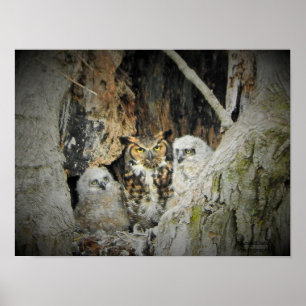 Great-Horned Owls Poster
