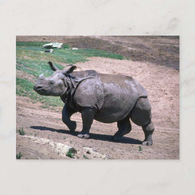 Great Indian One-Horned Rhino Postcard (Front)