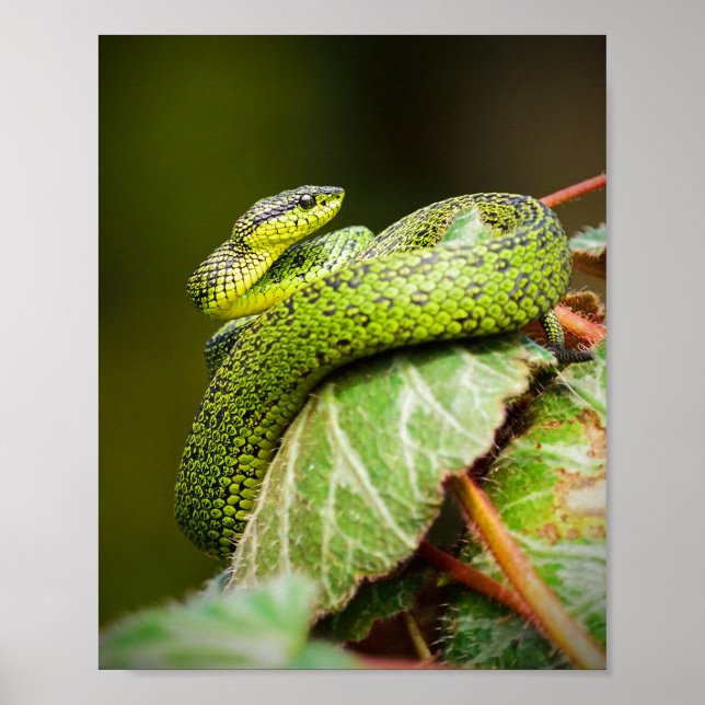 Great Lakes Bush Viper Poster (Front)