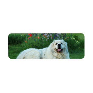 Great Pyrenees