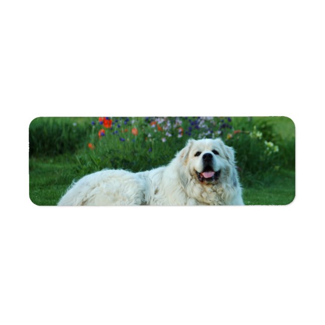Great Pyrenees (Front)