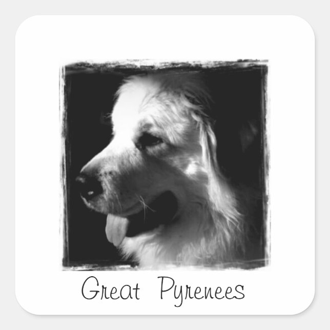 Great Pyrenees Black and White Photo products Square Sticker (Front)