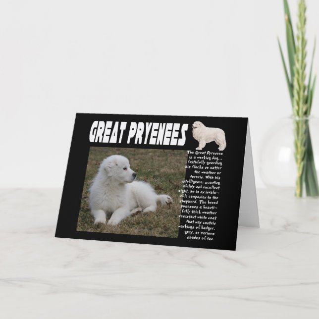 GREAT PYRENEES BREED DESCRIPTION PUPPY PHOTO CARD (Front)