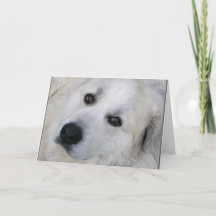Great Pyrenees Card